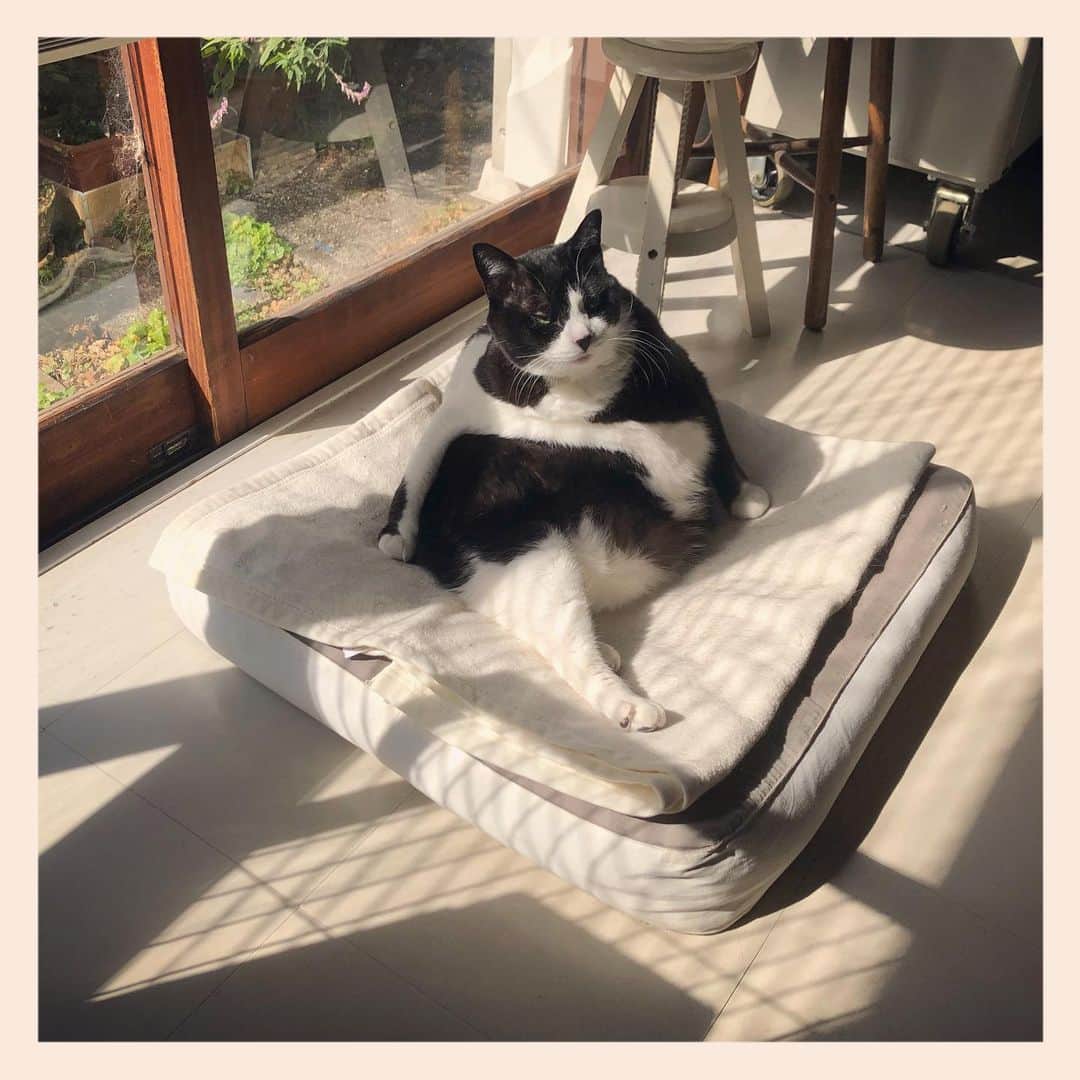 パンといっぴきのインスタグラム：「#元保護猫 #ハチワレ #白黒猫 #blackandwhitecat #tuxedocat」