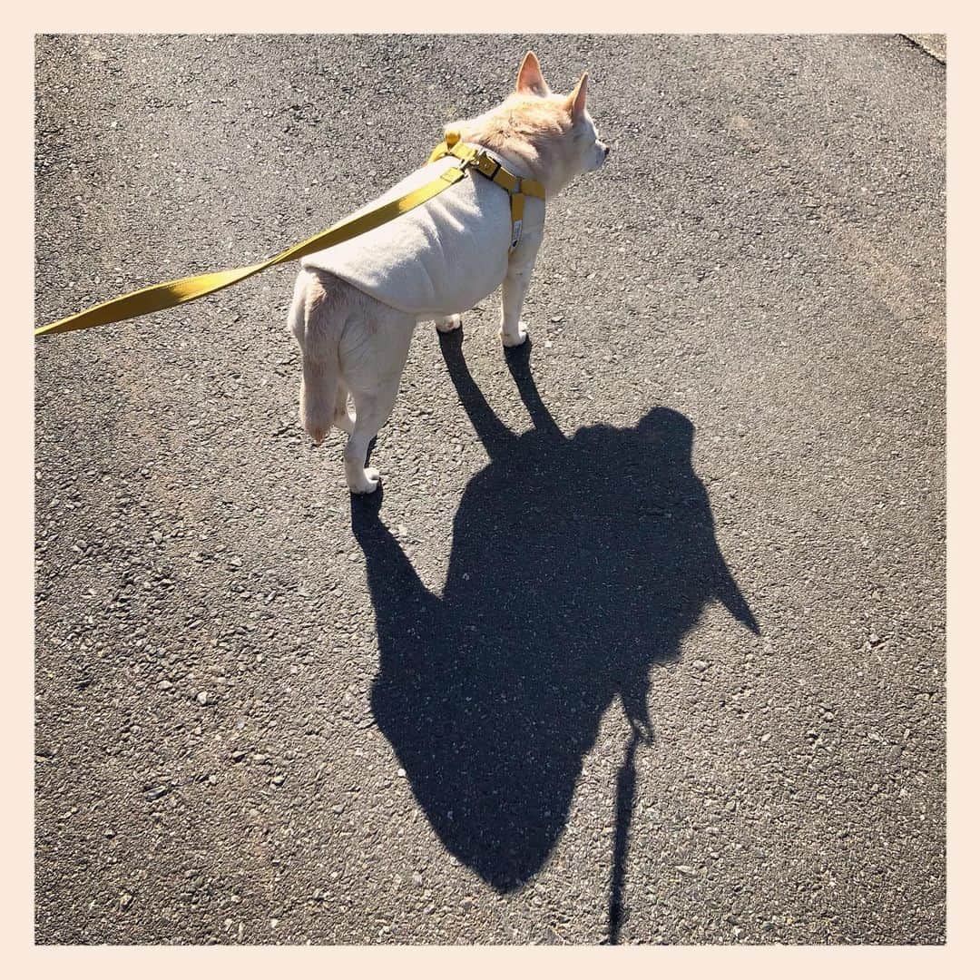 パンといっぴきのインスタグラム：「#元保護犬 #雑種犬 #crossbreed #mixdog #キップル14歳」