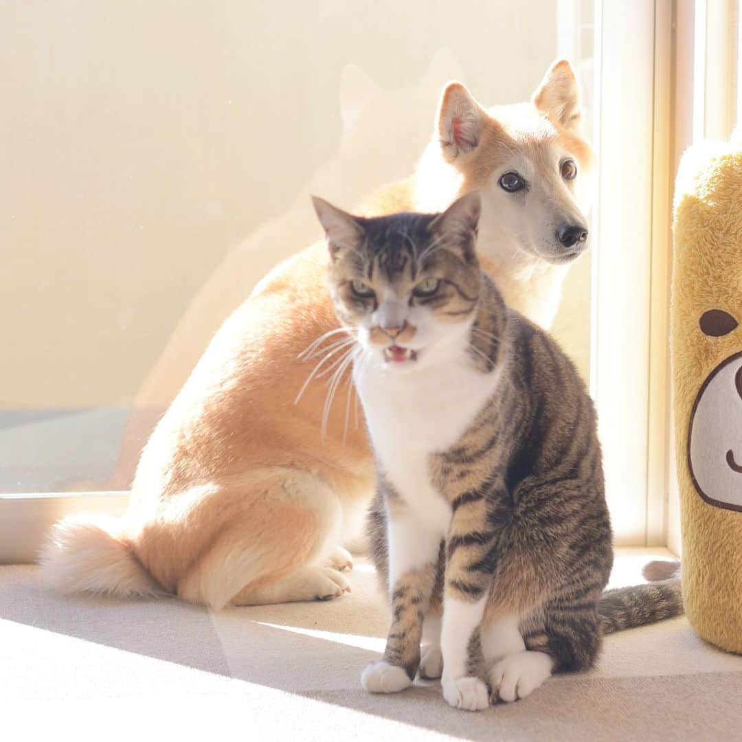meekooのインスタグラム：「おかさんご飯はやくしてニャ〜🐱🐶 #朝寝坊 #すぐやります #9:30起床 #ringosanta」