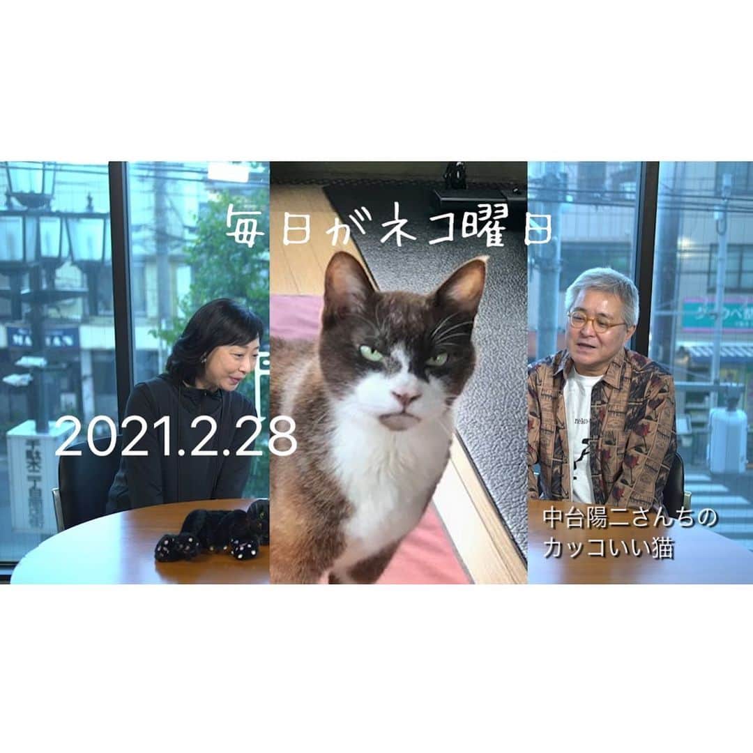 川上麻衣子のインスタグラム：「毎日がネコ曜日。YouTubeチャンネル「川上麻衣子ねこと今日」からご覧いただけます。今日はスウェーデンの猫カフェをご紹介しています！ ぜひチャンネル登録よろしくお願いします🐈  https://youtu.be/ZHccqFzS_Gg」