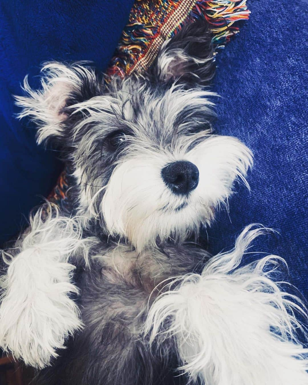 紺野千春のインスタグラム：「今日で1歳になりました♡！ #miniatureschnauzer  #dog  #birthday」