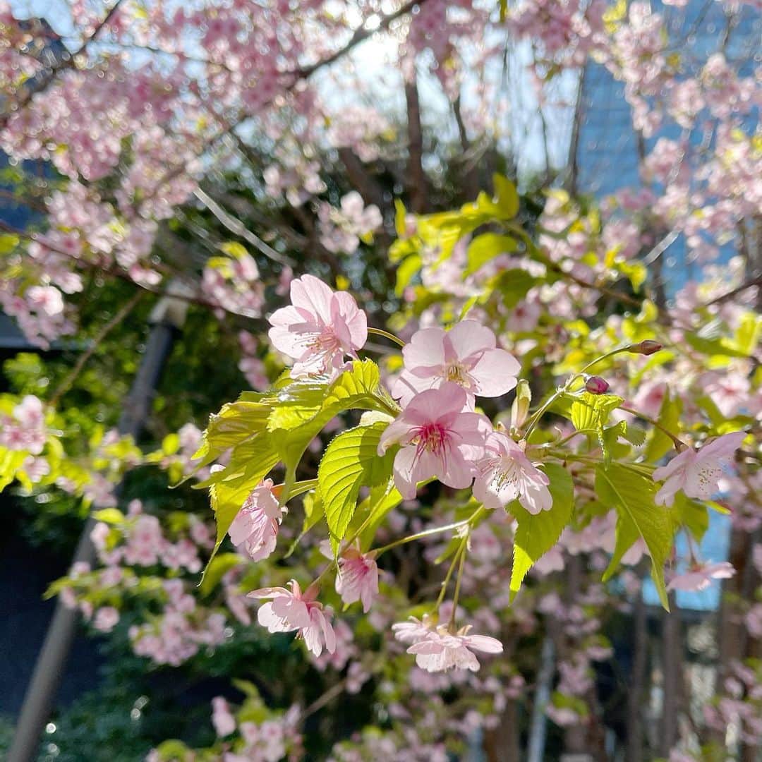 恒松あゆみのインスタグラム：「息子とお散歩。  河津桜を見て、「とっても綺麗でぼく泣いちゃいそう・・・」と感動していました。」