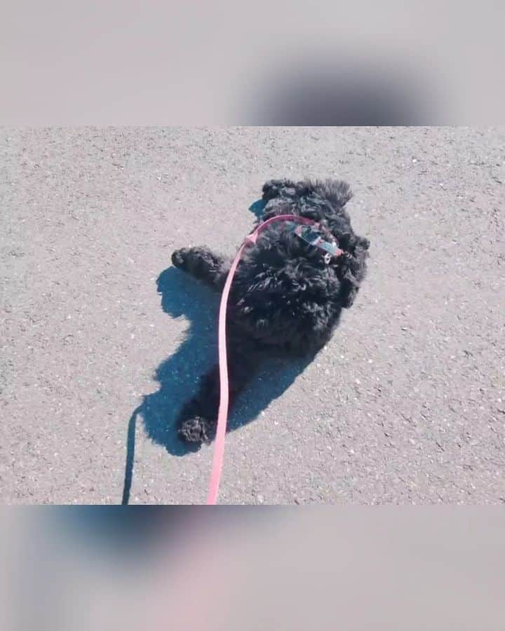 坂本詩緒里のインスタグラム：「明日から北海道✈️なのでぷぅちゃんは実家でお留守番🐶💕  ラウンドワンのお仕事久しぶりだから楽しみー🎶  #犬のいる暮らし #犬 #アメリカンコッカースパニエル #しっぽふりふり #かわいい #dog #dogstagram #pet #お散歩」