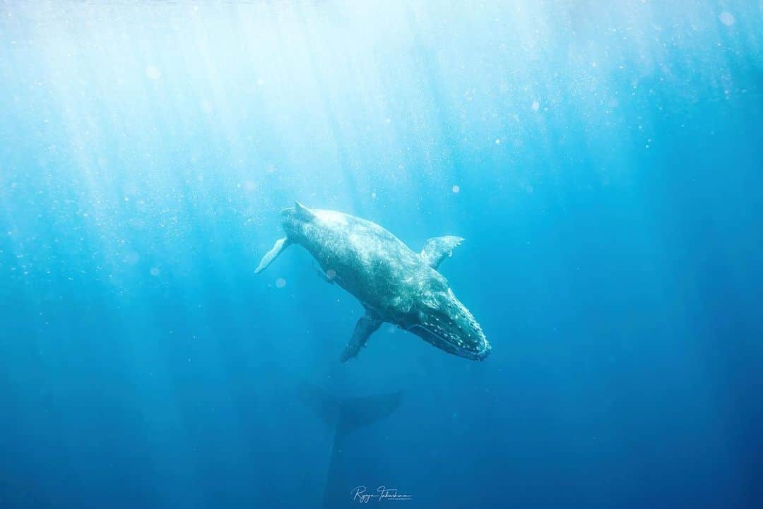 Ryoyaのインスタグラム：「It looks like he’s flying in space🌏 Baby humpback whale🐳  Camera #A7SIII Lens #SEL1224GM Housing #nauticamhousings   24mm / f8.0 / ss1/800 / ISO2000 Edited with DeNoise AI & Gigapixel AI by @topazlabs  Special thanks to... @dive_journey @seafox.underwaters  @pscdiving  @nauticamhousings  @alpha_newgeneration_bysony.jp   #humpbackwhale #whaleswim #skindiving #underwaterphotography #whale #okinawa #japan #alpha_newgeneration」