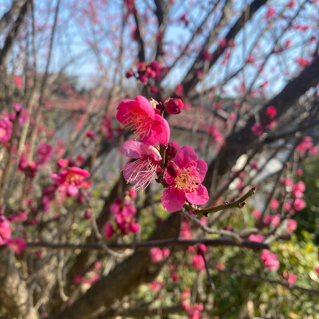 長澤メイのインスタグラム：「もう春だぁ〜❗️🌸✨」