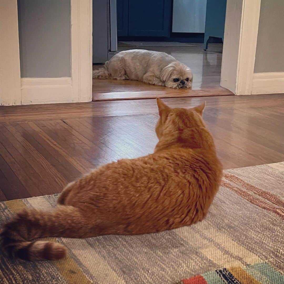 Dougie the Shih Tzuのインスタグラム：「Dining room stand-off.」