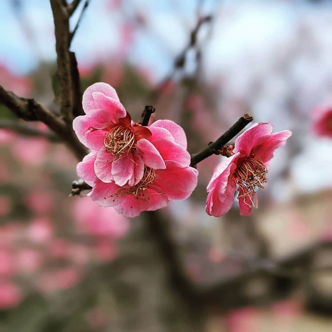 華耀きらりのインスタグラム：「冬の寒さに梅の花々を見ると 毎年ホッとする2月、. 春の足音が感じられます。. . #梅#春#日本の美」