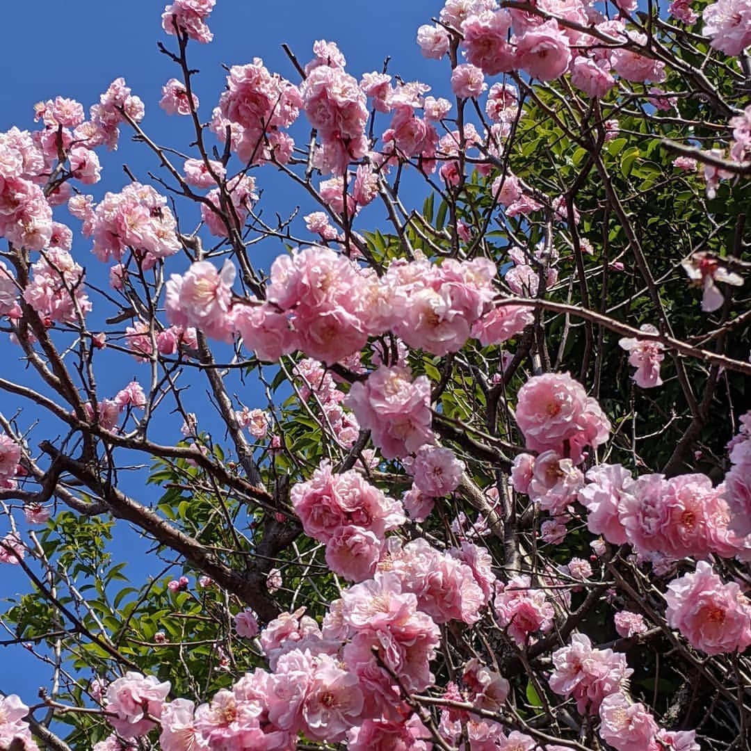 華耀きらりさんのインスタグラム写真 - (華耀きらりInstagram)「冬の寒さに梅の花々を見ると 毎年ホッとする2月、. 春の足音が感じられます。. . #梅#春#日本の美」2月28日 11時40分 - hi__kirari_kayo
