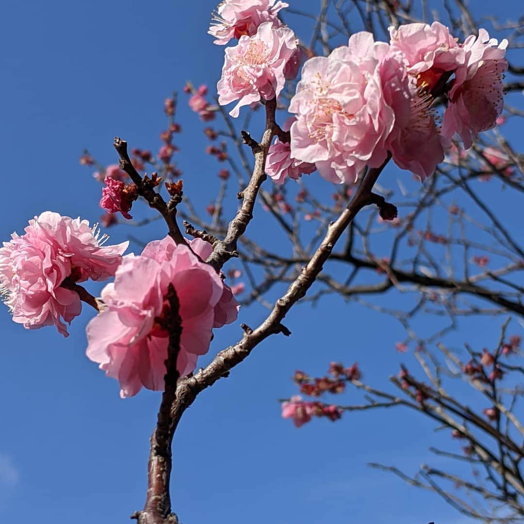 華耀きらりさんのインスタグラム写真 - (華耀きらりInstagram)「冬の寒さに梅の花々を見ると 毎年ホッとする2月、. 春の足音が感じられます。. . #梅#春#日本の美」2月28日 11時40分 - hi__kirari_kayo