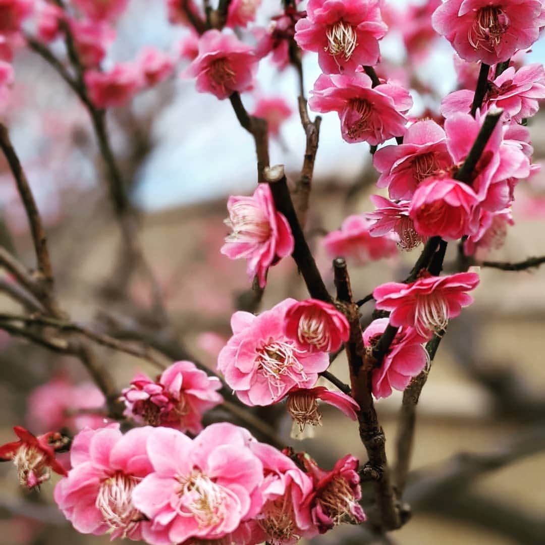華耀きらりさんのインスタグラム写真 - (華耀きらりInstagram)「冬の寒さに梅の花々を見ると 毎年ホッとする2月、. 春の足音が感じられます。. . #梅#春#日本の美」2月28日 11時40分 - hi__kirari_kayo