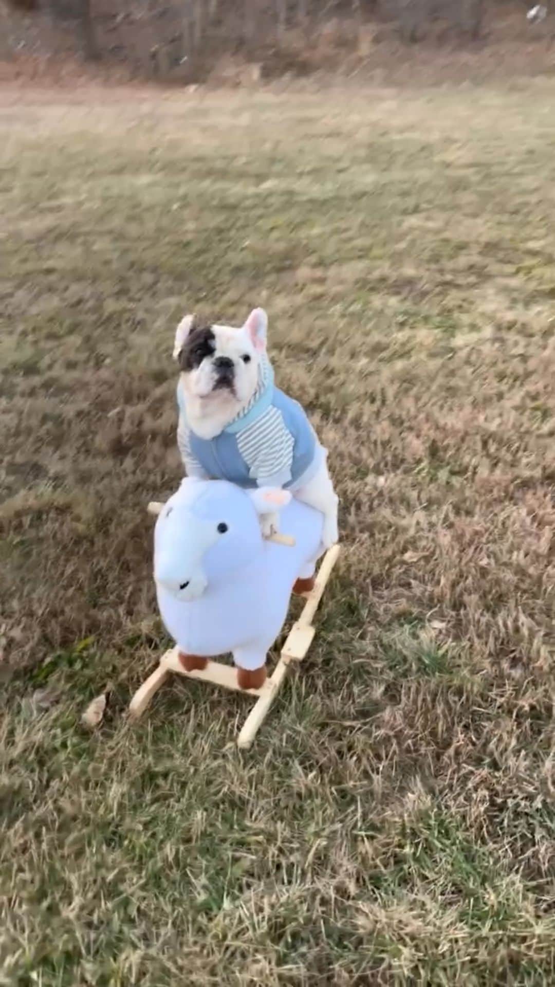 Manny The Frenchieのインスタグラム