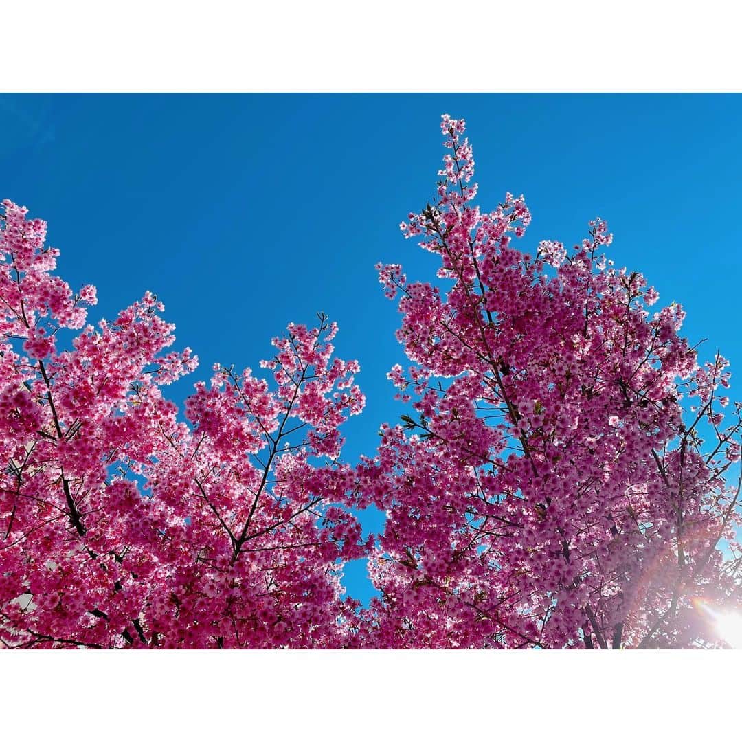 堀場美希のインスタグラム：「いいお天気〜(*´-`)🌸💖 キュンです( ´ ▽ ` )/❤️  #桜 #cherryblossom  #きゅんです」