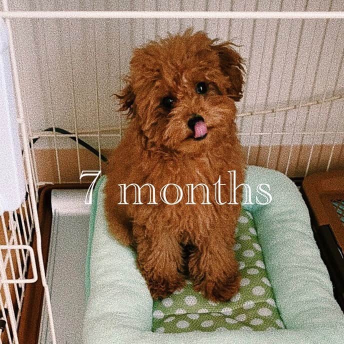 澤田桃佳さんのインスタグラム写真 - (澤田桃佳Instagram)「愛犬こてつの誕生日です 生後3ヶ月から私の元へ来てくれて、 もう1歳。この約1年の成長力が凄すぎる（笑） 毎月ごとの写真ぜひ見てください🥳  こてつよ〜おめでとうね♡👏🏾　 これからもモリモリ食べて 大きくなるんだよ！ .  .  . .  .  #お誕生日　#happybirthday #犬　#トイプードル　#成長記録  #dog #japandog #dogbirthday  #犬のいる暮らし #love」2月28日 11時49分 - sawadamomoka
