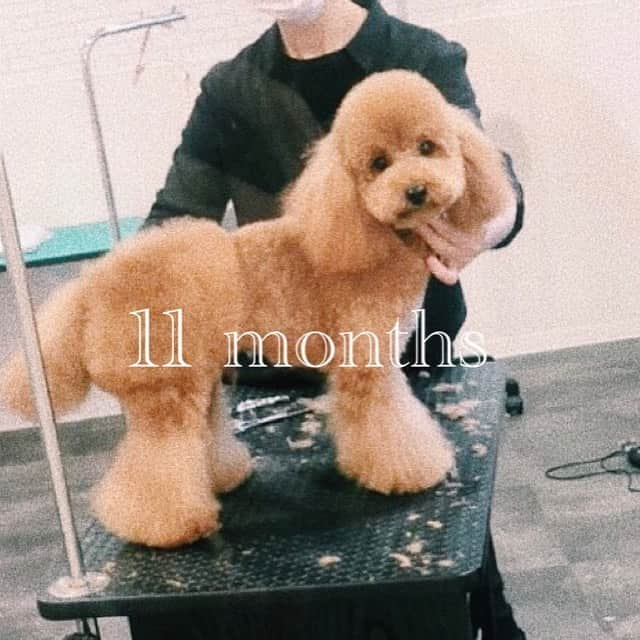 澤田桃佳さんのインスタグラム写真 - (澤田桃佳Instagram)「愛犬こてつの誕生日です 生後3ヶ月から私の元へ来てくれて、 もう1歳。この約1年の成長力が凄すぎる（笑） 毎月ごとの写真ぜひ見てください🥳  こてつよ〜おめでとうね♡👏🏾　 これからもモリモリ食べて 大きくなるんだよ！ .  .  . .  .  #お誕生日　#happybirthday #犬　#トイプードル　#成長記録  #dog #japandog #dogbirthday  #犬のいる暮らし #love」2月28日 11時49分 - sawadamomoka