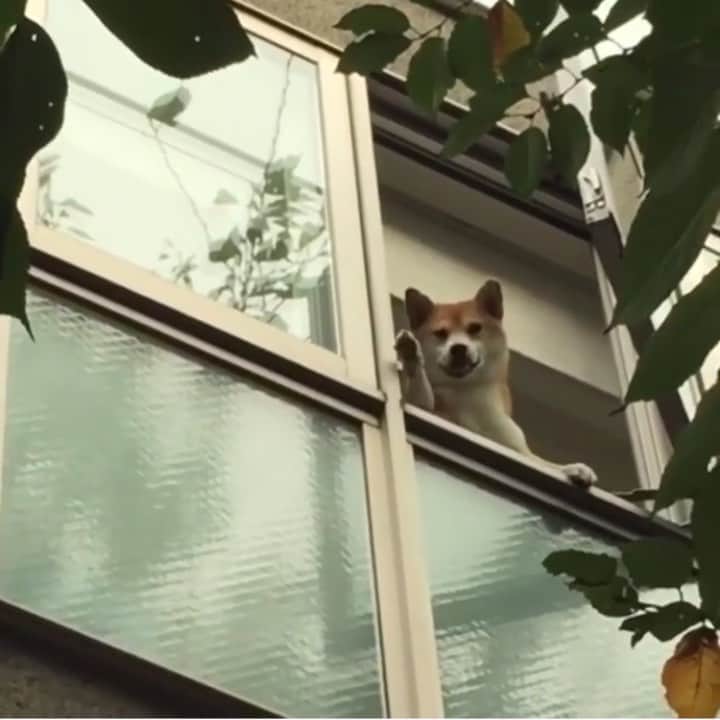 柴スナップのインスタグラム