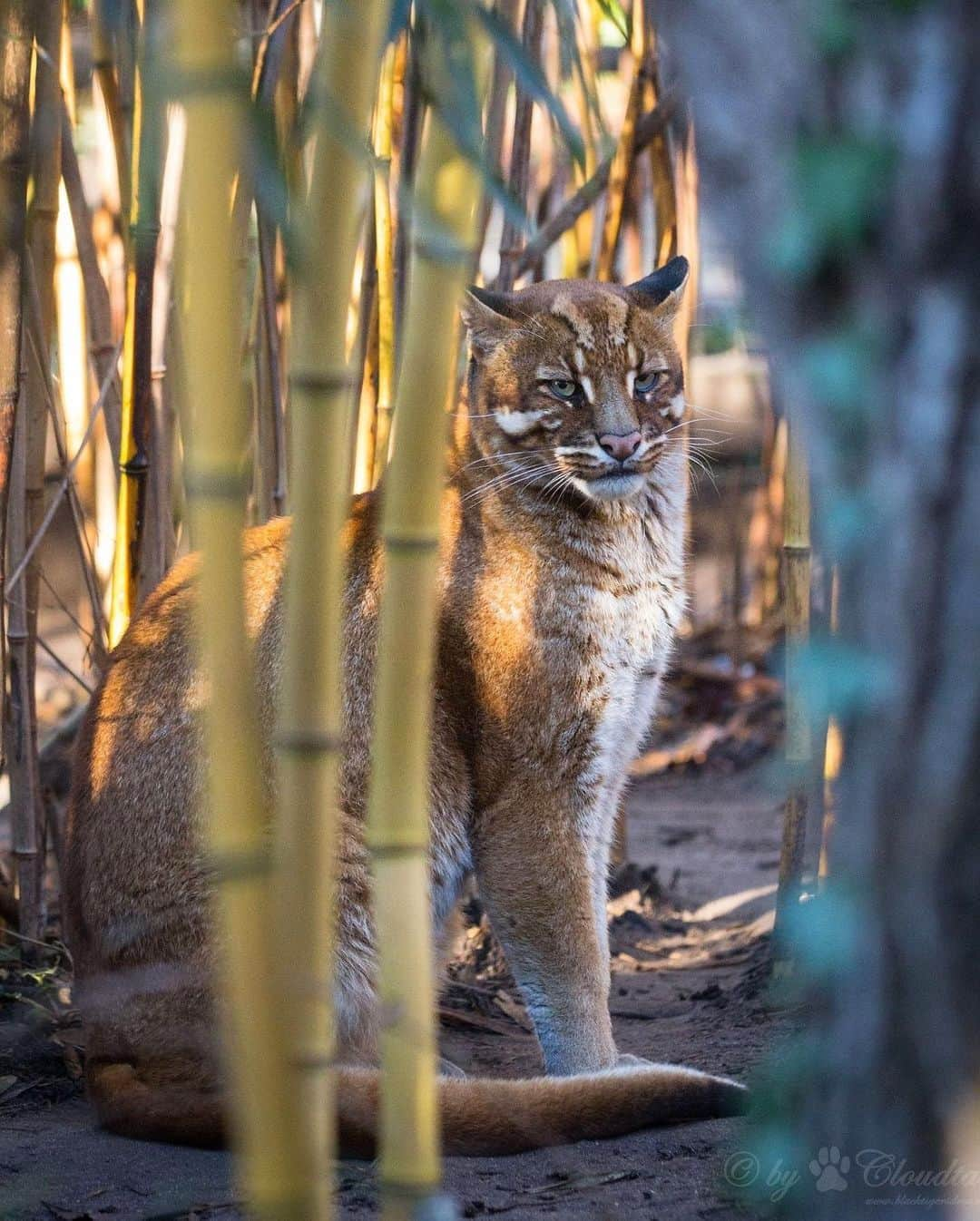 アメリカ自然史博物館さんのインスタグラム写真 - (アメリカ自然史博物館Instagram)「It’s time for Caturday! Enter the Asiatic golden cat (Catopuma temminckii). The wild feline has a wide range across southwest Asia, including parts of China and India, as well as in Vietnam and Thailand. It lives in a variety of forest habitats, where it preys on critters like squirrels, birds, and snakes. Though “golden” is in its name, individuals’ coats can vary in shades of brown, gray, or red. Photo: Cloudtail the Snow Leopard, CC BY-NC-ND 2.0, flickr」2月28日 12時11分 - amnh