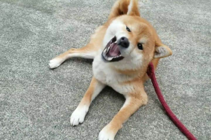 柴犬たま Shibainu Tamaのインスタグラム