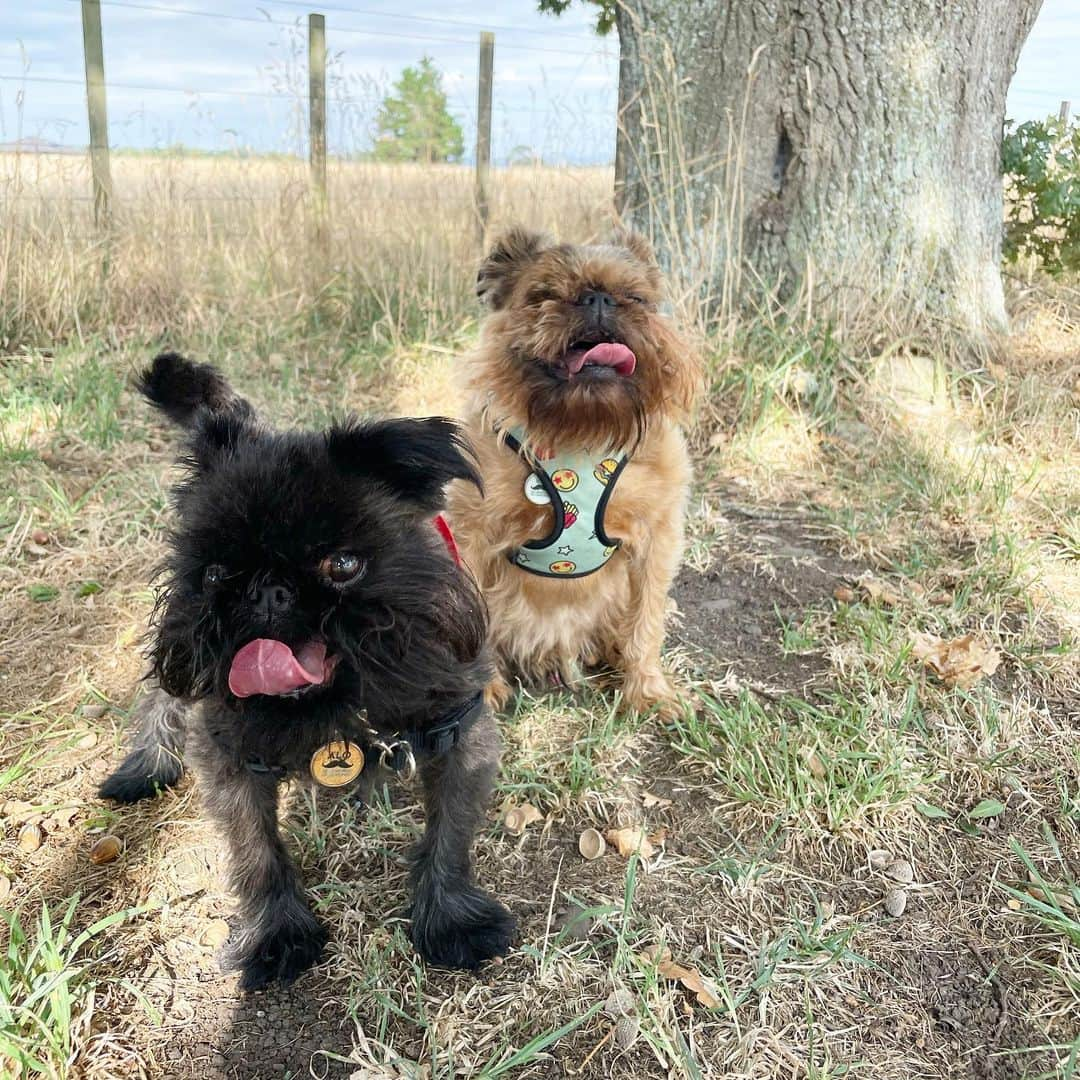 Digby & Aloのインスタグラム：「Just a couple of handsome country bros enjoying eating rabbit 💩 on their daily walk 🙄 #whyaredogslikethis」