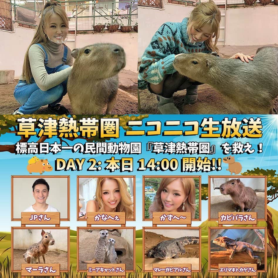 のインスタグラム：「⚡️本日！14:00 ニコニコ生配信 -DAY2-⚡️  渡辺シスターズ＆カピバラ、ミーアキャットら多数出演！  標高日本一の民間動物園『草津熱帯圏』を救え！  2月27日.28日の二日間、14時からライブ配信にて、渡辺シスターズが、コロナの影響で【廃園】の危機に面している同園を救うための企画に出演します。  【ギフト】を贈って熱帯圏を応援しよう！  2021/02/28(日) 14:00開始： ▶️ https://live2.nicovideo.jp/watch/lv330521289 📍リンクはストーリーにあります。  #cyberjapan #サイバージャパン #草津熱帯園 #ニコニコ動画 #ニコ生 #生配信 #草津 #渡辺シスターズ #姉妹 #かなへぇ #かずへー」