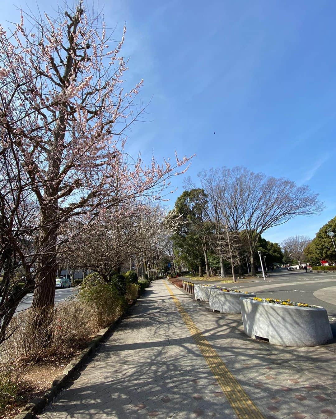 VERBALさんのインスタグラム写真 - (VERBALInstagram)「Another 100km! 🏃‍♂️🏃‍♂️🏃‍♂️ 桜が咲き始めててアガリました🌸  #100km #Tokyo」2月28日 12時26分 - verbal_ambush