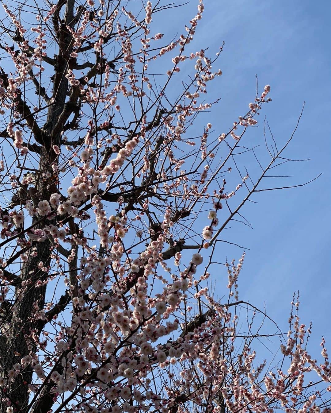 VERBALさんのインスタグラム写真 - (VERBALInstagram)「Another 100km! 🏃‍♂️🏃‍♂️🏃‍♂️ 桜が咲き始めててアガリました🌸  #100km #Tokyo」2月28日 12時26分 - verbal_ambush