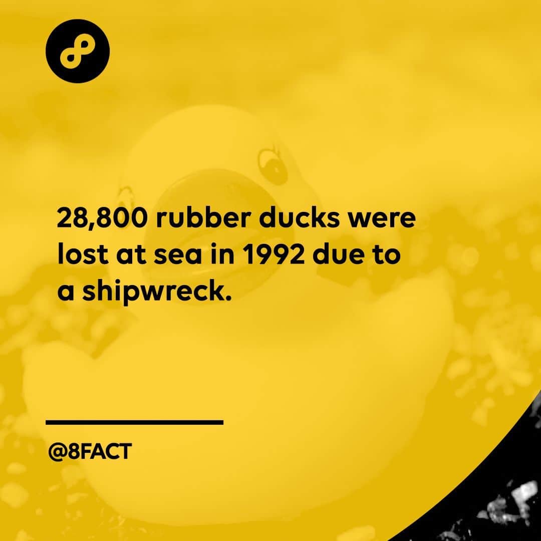 さんのインスタグラム写真 - (Instagram)「Scientists used these ducks washed up at sea to study the movement of ocean currents.」2月28日 12時33分 - 8fact