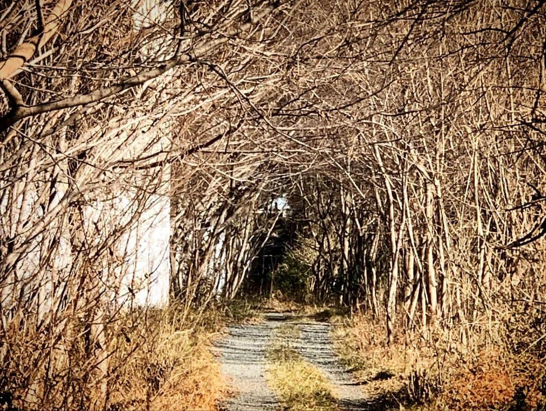 井浦新さんのインスタグラム写真 - (井浦新Instagram)「歩くひとの撮影は 瞬間瞬間に感じた驚きや感動を綴じ込めたくて テストやリハーサルなしの ワンシーン一連ぶっつけ本番で撮影されます 前例のない挑戦的なドラマだから撮影もかなり実験的  歩くひと（10）『ツボにはまる』 ゲストは奈緒さん 極寒で荘厳な自然の中でのセッション 楽しかったです 28日今夜7時から  #歩くひと 出演 #井浦新 #田畑智子 #奈緒 原作：#谷口ジロー 演出：#アベラヒデノブ 制作統括：#藤田英世 #吉見健士」2月28日 12時33分 - el_arata_nest