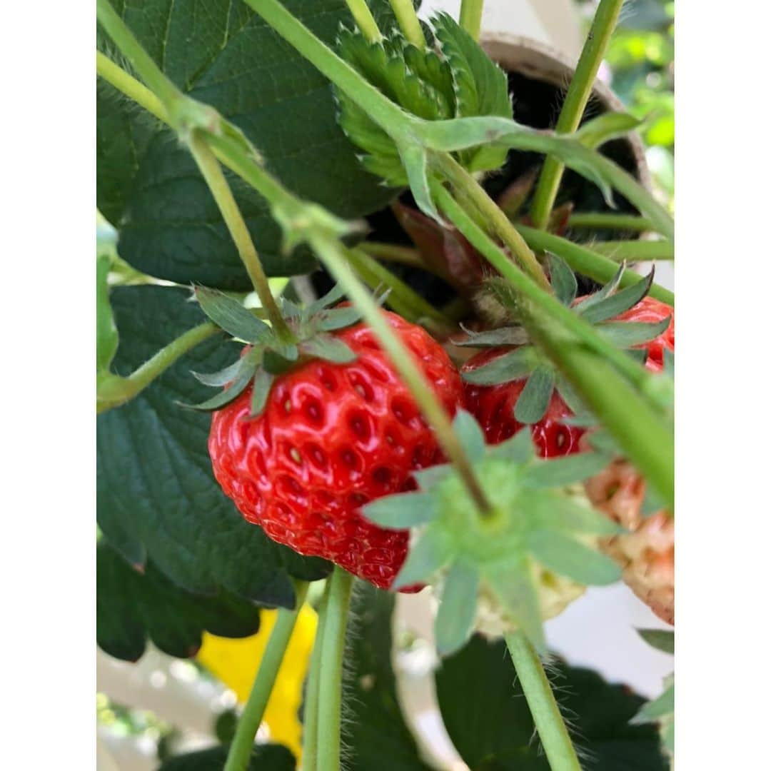 後藤真希さんのインスタグラム写真 - (後藤真希Instagram)「朝イチでいちご狩り行ってきたよ🍓 沢山種類あって楽しいし美味しい😋💕  #昨日夜水飲みすぎた #顔パンパン #いちご狩り #ビタミン補給 #春だねぇ #何個食べれたかな #いちごには練乳派 #チョコレートもあるよ」2月28日 12時33分 - goto_maki923