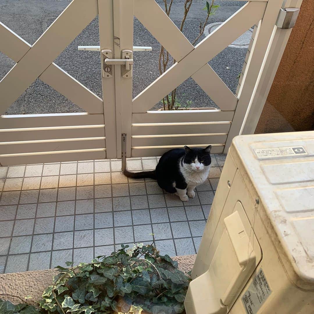 Kachimo Yoshimatsuのインスタグラム：「おはようイカスミ。 Good Morning Ikasumi. 待ってた。 Waiting  #うちの猫ら #猫 #ikasumi #ねこ #cat #ネコ #catstagram #ネコ部 http://kachimo.exblog.jp」