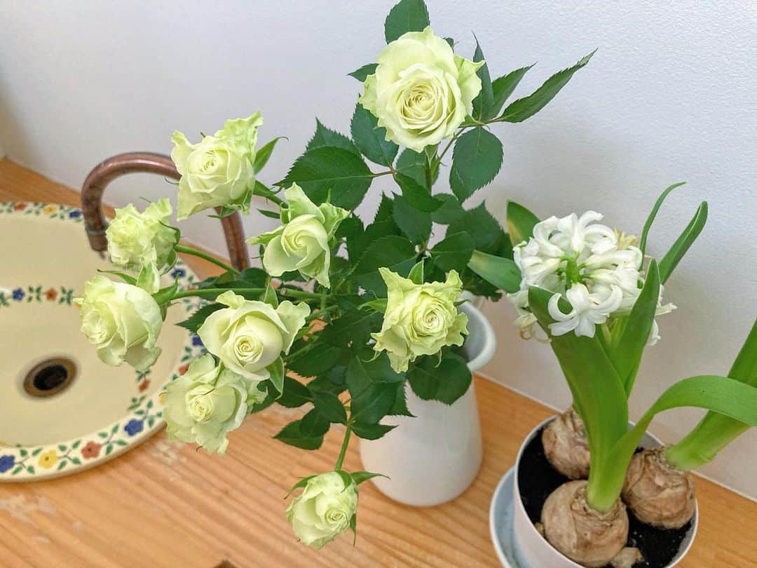 aco.さんのインスタグラム写真 - (aco.Instagram)「2021.2.27  最近の新入り🌼  桃の花を買いに産直に行ったら 淡い黄緑の#薔薇 が綺麗でお手頃だったのでお持ち帰り  貧乏性な私は、花が新しいうちは 長持ちするトイレに飾るのが習慣になりました😂  終わりかけの#ヒヤシンス もトイレに移動して 天然の芳香剤（←何か微妙）に癒されてます  娘に追いかけ回されて息つく暇もないけど トイレで花を見る瞬間がちょっとした癒し （トイレすら一人にはさせてもらえないけど笑） . . . 桃の花は ひな祭りの日まで持つといいなと思って 蕾のものを選んできました  このまま萎れて 咲かなかった悲しい年もあったので 咲きますように😂🌸 . . . . . #aco季節を楽しむ暮らし .」2月28日 12時44分 - aco.chaaaaan