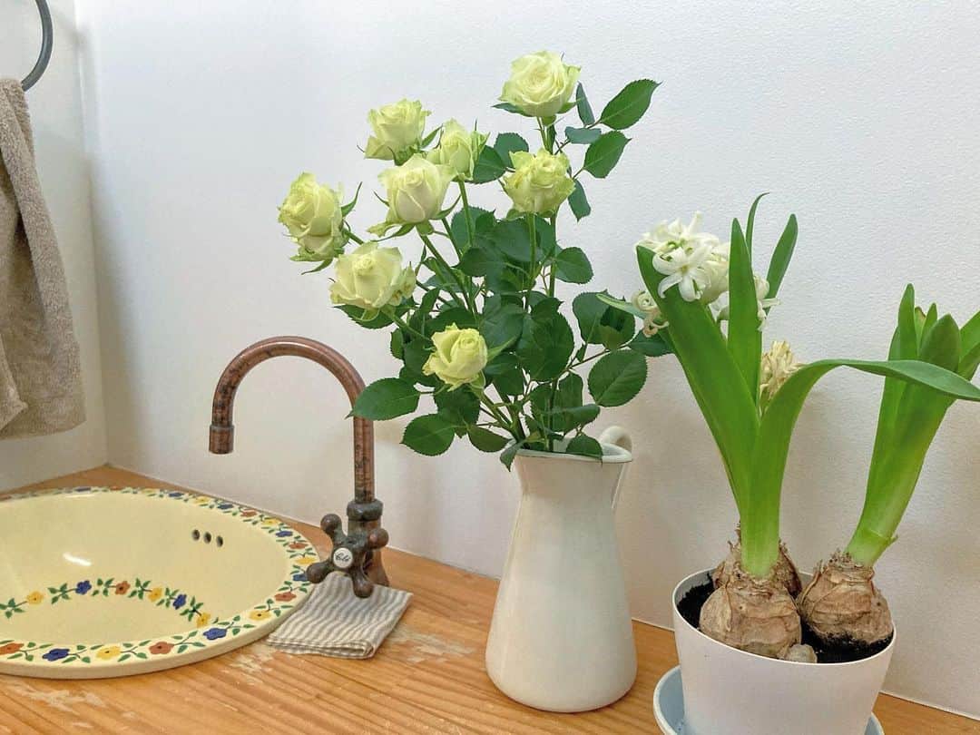 aco.さんのインスタグラム写真 - (aco.Instagram)「2021.2.27  最近の新入り🌼  桃の花を買いに産直に行ったら 淡い黄緑の#薔薇 が綺麗でお手頃だったのでお持ち帰り  貧乏性な私は、花が新しいうちは 長持ちするトイレに飾るのが習慣になりました😂  終わりかけの#ヒヤシンス もトイレに移動して 天然の芳香剤（←何か微妙）に癒されてます  娘に追いかけ回されて息つく暇もないけど トイレで花を見る瞬間がちょっとした癒し （トイレすら一人にはさせてもらえないけど笑） . . . 桃の花は ひな祭りの日まで持つといいなと思って 蕾のものを選んできました  このまま萎れて 咲かなかった悲しい年もあったので 咲きますように😂🌸 . . . . . #aco季節を楽しむ暮らし .」2月28日 12時44分 - aco.chaaaaan