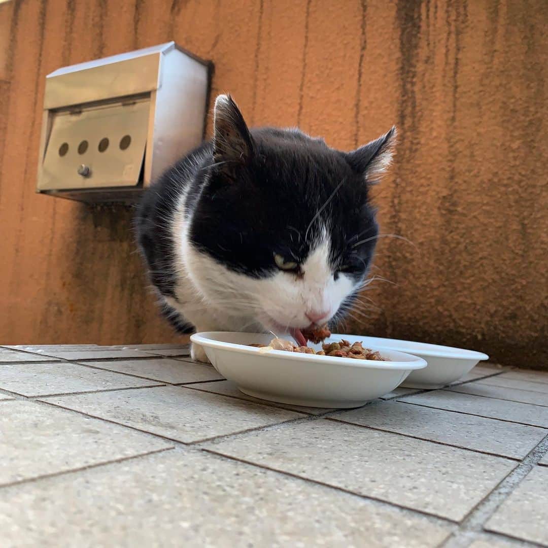 Kachimo Yoshimatsuさんのインスタグラム写真 - (Kachimo YoshimatsuInstagram)「おはようイカスミ。 Good Morning Ikasumi. 待ってた。 Waiting  #うちの猫ら #猫 #ikasumi #ねこ #cat #ネコ #catstagram #ネコ部 http://kachimo.exblog.jp」2月28日 12時44分 - kachimo