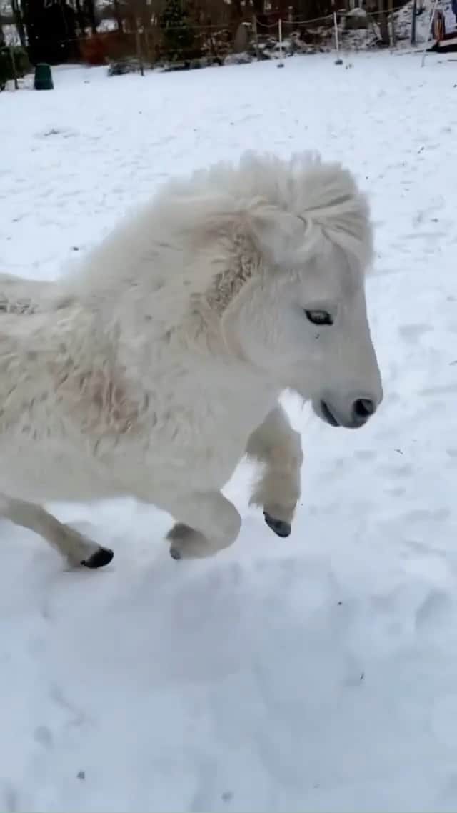 animalsのインスタグラム：「Meet Alvin the cutest little Shetland pony on the planet 🐴  Video by @playlovelearn.se」