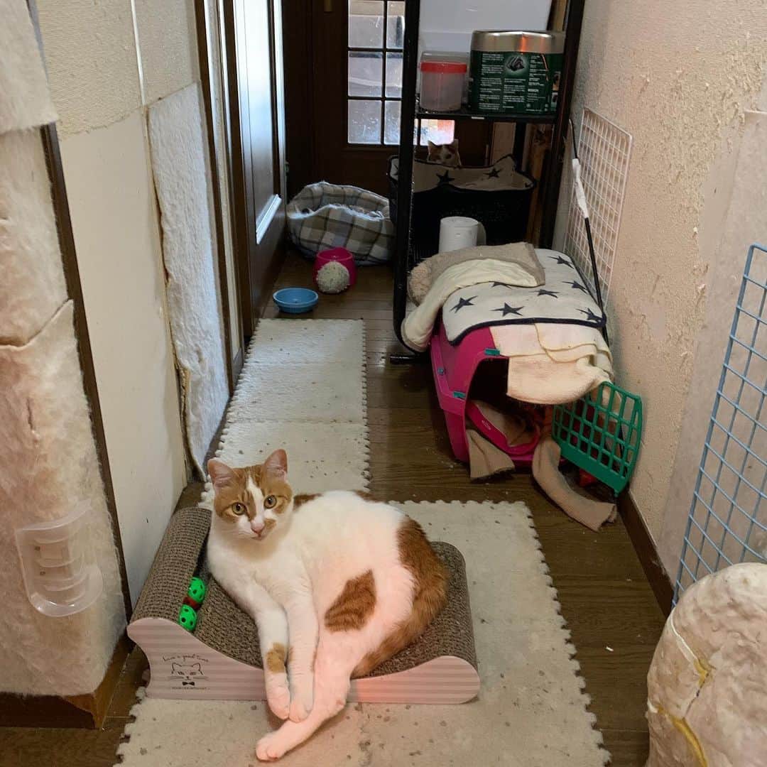 Kachimo Yoshimatsuさんのインスタグラム写真 - (Kachimo YoshimatsuInstagram)「見送られた。ミケ子もいるから探してね。 #うちの猫ら #猫 #mikeko #oinari #ねこ #cat #ネコ #catstagram #ネコ部 http://kachimo.exblog.jp」2月28日 12時48分 - kachimo