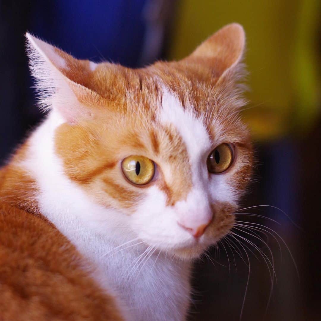 のインスタグラム：「おいなりちゃん Oinari-Chan #うちの猫ら #猫 #oinari #ねこ #cat #ネコ #catstagram #ネコ部 http://kachimo.exblog.jp」