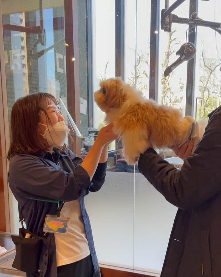 水嶋はちのインスタグラム：「Grooming 🐶✂︎💕💕 * 今日はグルーミングの日なんです。 ボクの嬉しくて嬉しくてたまらない様子をご覧ください🐶💓💓💓 * * #はち #HACHI #シーズー大好き部 #CAオオサキさん大好き #飛んでいきたい #飛べると思う」