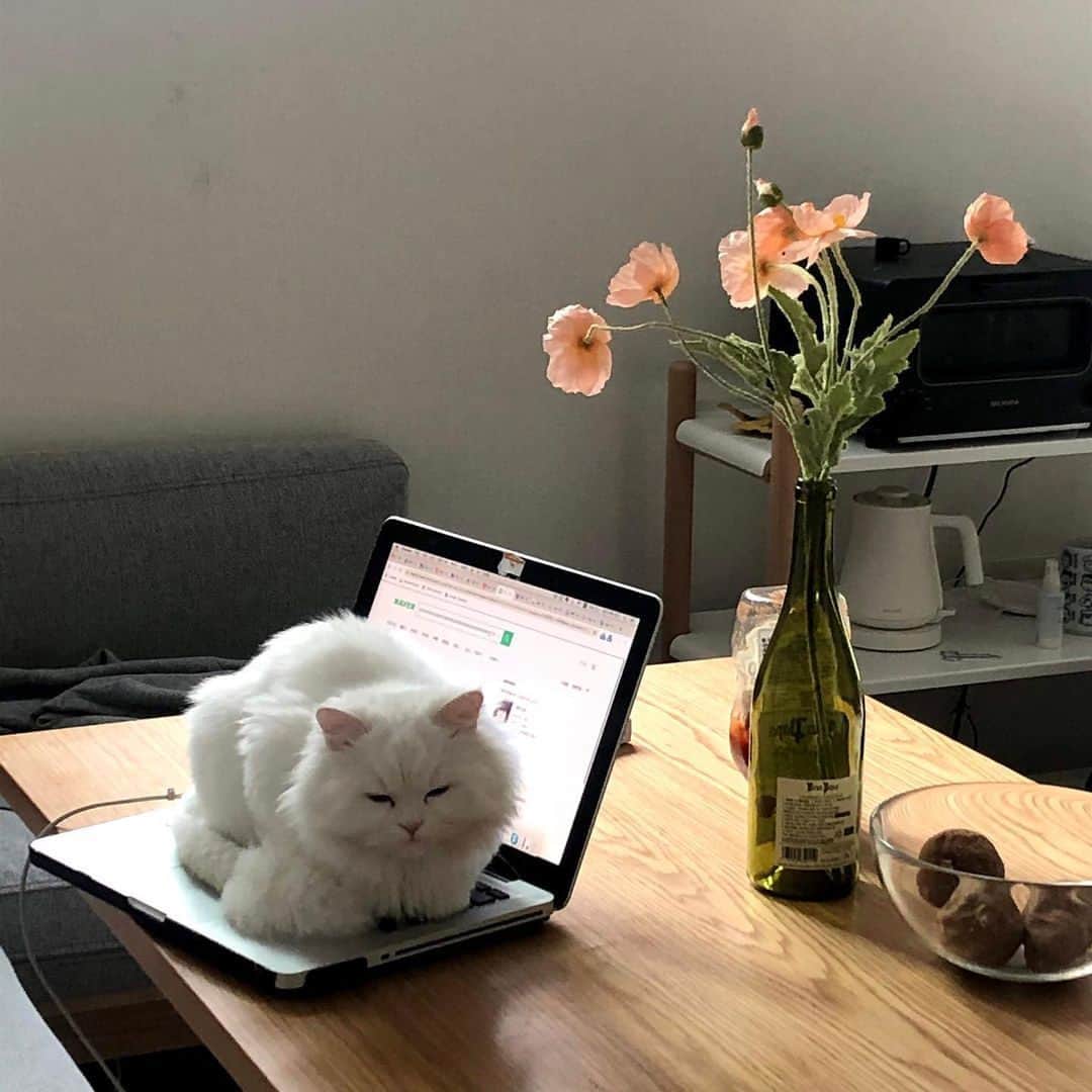 のインスタグラム：「Go get yourself a new one⠀ ⠀ 📷@dolmaengyi_⠀ ⠀ #meowed #dolmaengyi #laptop #🇰🇷 #remotework #workfromhome #workingwithcats」