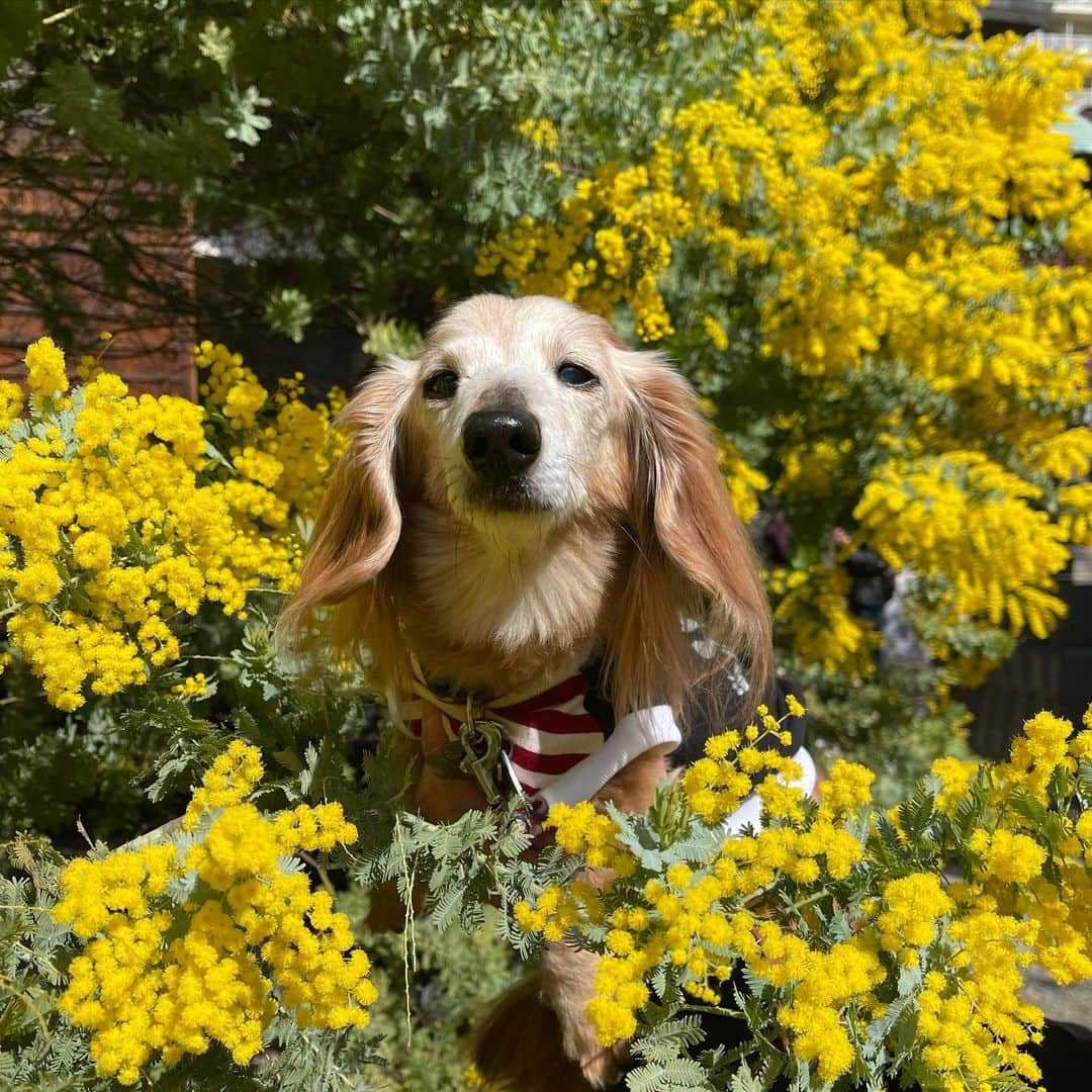 向日葵?さんのインスタグラム写真 - (向日葵?Instagram)「ミモザ💛 眩しくて細めになっちゃうね😆 ＊ カメラマンがいっぱいだよ📷 ＊ #ミモザ #犬#ダックス#ダックスフンド#ミニチュアダックス#dachs#いぬぐみ📛#pecoいぬ部#シニア犬 #よく寝るシニア犬#わんぱく部#サンデイ#todayswanko #ボンボンハイスクール#ダックスの日常」2月28日 13時04分 - hinata.miyuki