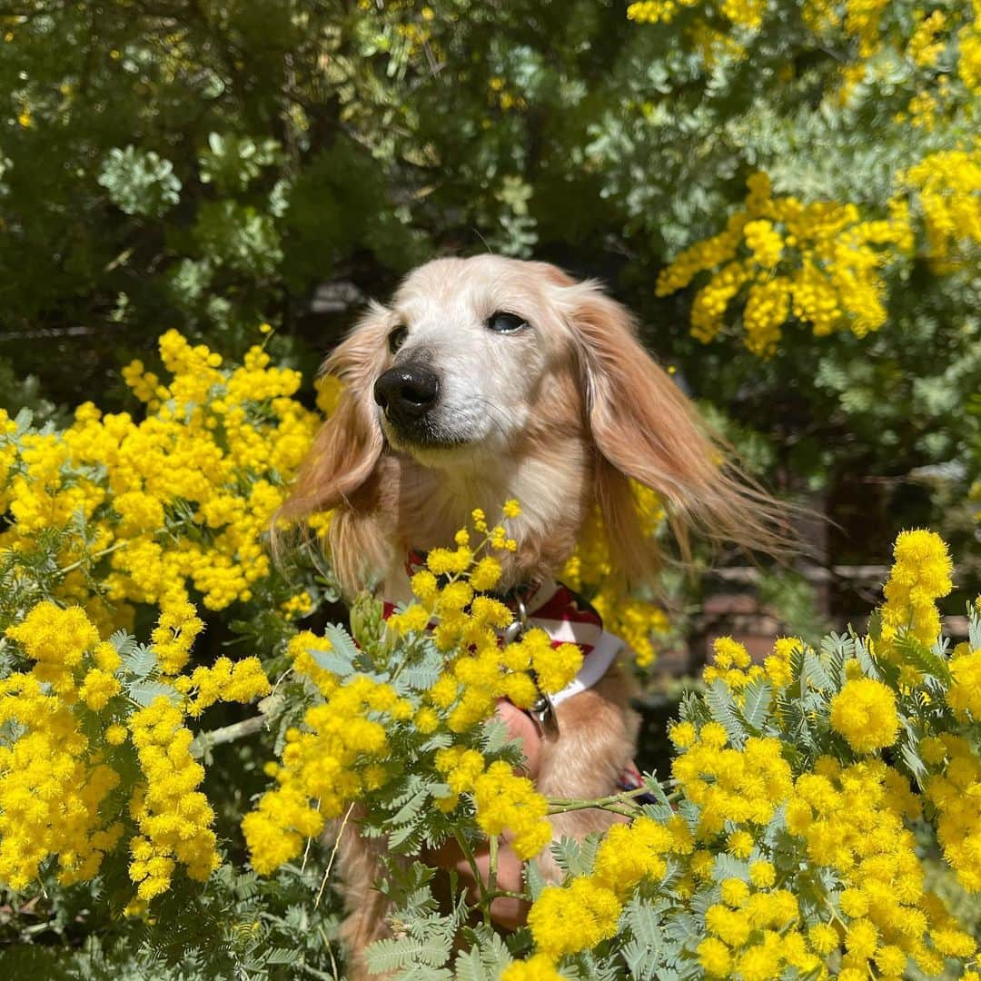 向日葵?さんのインスタグラム写真 - (向日葵?Instagram)「ミモザ💛 眩しくて細めになっちゃうね😆 ＊ カメラマンがいっぱいだよ📷 ＊ #ミモザ #犬#ダックス#ダックスフンド#ミニチュアダックス#dachs#いぬぐみ📛#pecoいぬ部#シニア犬 #よく寝るシニア犬#わんぱく部#サンデイ#todayswanko #ボンボンハイスクール#ダックスの日常」2月28日 13時04分 - hinata.miyuki