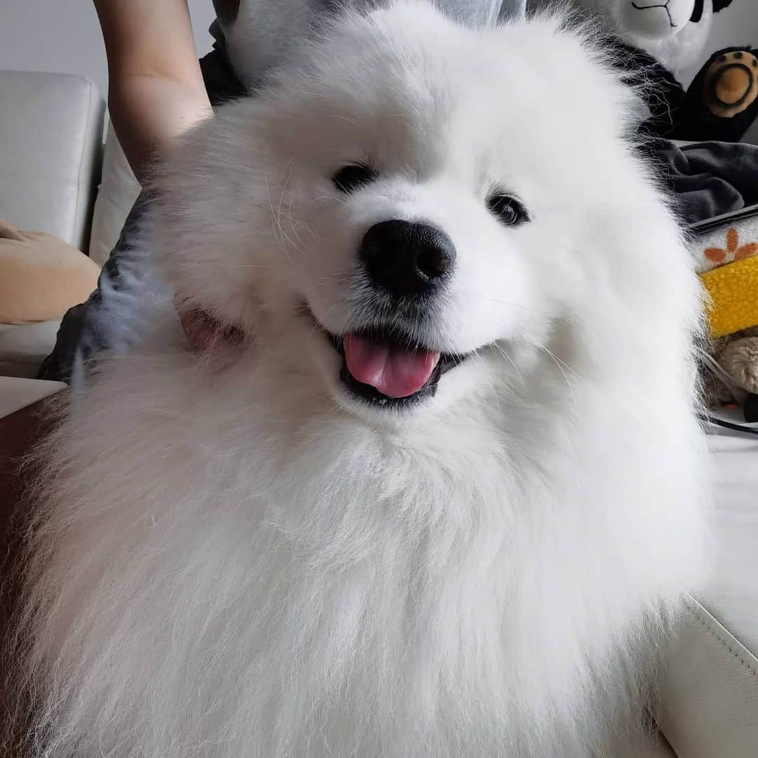 Alex Toのインスタグラム：「😘😘😘 #cute #dog #doglover #dogsofinstagram #dogoftheday #dogofthedayjp #dogstagram #fluffy #hkig #hongkong #ilovemydog #instadog #instagood #instamood #instagraphy #instapic #samoyedoninstagram #pet #petlovers #petsofinstagram #petstagram #photooftheday #puppy #pupsofinstagram #samoyed #samoyedsofinstagram #webstagram #犬 #サモエド」