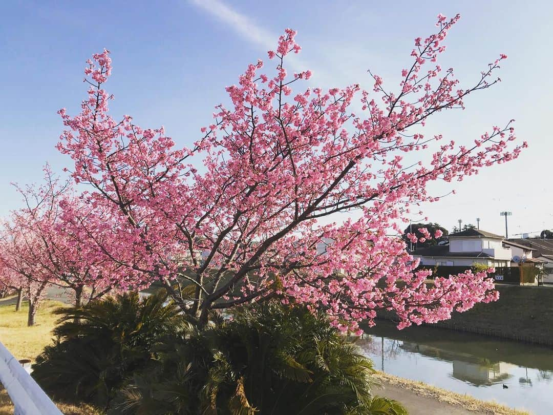 朝日住宅株式会社さんのインスタグラム写真 - (朝日住宅株式会社Instagram)「本日で2月が終わり、明日から3月ですね🎎 春らしい日も増えてきて、本社近くの河津桜が綺麗に咲いています🌸  本日も磐田市向笠新屋では16:00まで予約制の見学会を開催しております🏠 平屋の暮らしやすさの工夫など、是非一度ご覧ください🍀  #春 #桜 #河津桜 #花のある暮らし #SDGs #見学会 #平屋 #朝日住宅 #住宅 #住宅会社 #インテリア #マイホーム #高気密高断熱 #免疫住宅 #新築 #建売 #規格住宅 #家づくり #磐田 #浜松 #袋井 #掛川 #御前崎 #森町 #菊川 #静岡県西部 #地域密着 #暮らしを楽しむ #丁寧な暮らし #自分らしい暮らし」2月28日 13時20分 - asahijutaku