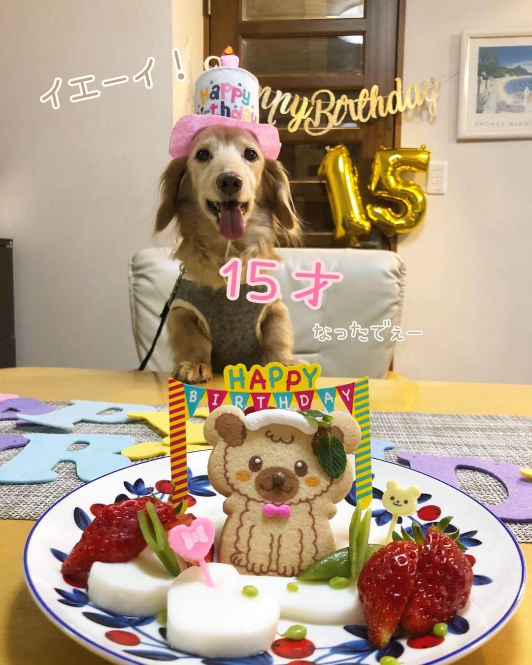 チズさんのインスタグラム写真 - (チズInstagram)「2月23日　天皇誕生日で 富士山の日🗻 めでたく15歳になりましたぁ🐶💐 enjoy🐶💕シニアライフ🌱  #今より若い時はない ✨ たくさん思い出作ろぉ〜😙❤️ えいえいおー✊ #お誕生日おめでとう 👏 #本日の主役 (*ﾟ▽ﾟ)ﾉ #２月２３日生まれ  #2006年生まれ  #15歳犬  #happybirthday 🎂 #🎁#🐶#🎉#㊗️ #Mダックス#ダックス#ミニチュアダックス #親父犬#シニア犬#ミニチュアダックスフンド #ミニチュアダックスクリーム#短足部 #短足犬#カニンヘンダックス #ダックス15歳#カニンヘンダックスフンド#犬は家族#犬のいる生活#インスタでわんこみるのが日課 ♡♡」2月28日 13時44分 - sqi.chizu