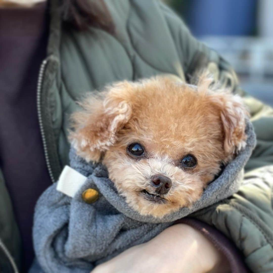 ふわさんのインスタグラム写真 - (ふわInstagram)「#toypoodle#toypoodlegram#dogsofinstagram#instadog#doglife#doglover#dog#fuwamama#ふわもこのふわ#ふわ#トイプードル#ふわもこ部#犬バカ部#親バカ部#犬のいる暮らし#いぬすたぐらむ#トリミング#サロン閉店#長い間お世話になりました#帰り道」2月28日 14時06分 - huwayama