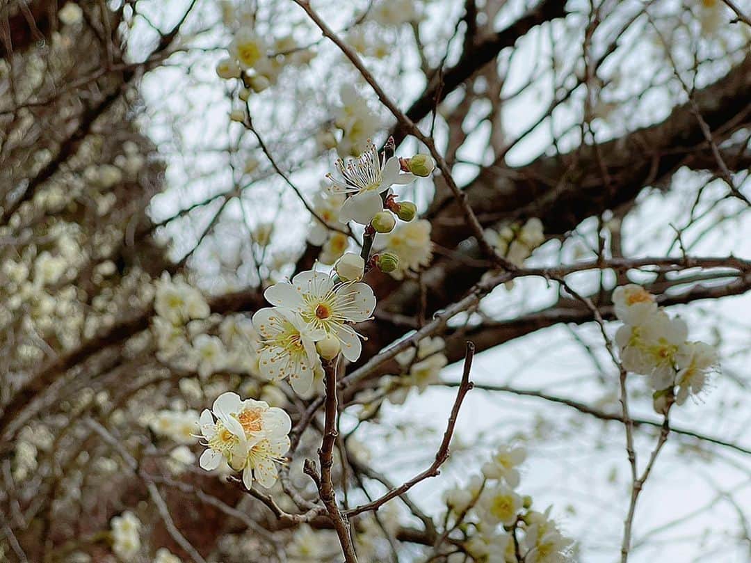 百合華さんのインスタグラム写真 - (百合華Instagram)「Pure white plum blossom 🤍  #white  #purewhite  #plum  #plumblossom  #spring #springday  #springflowers  #springiscoming」2月28日 14時10分 - yurika.lovelily