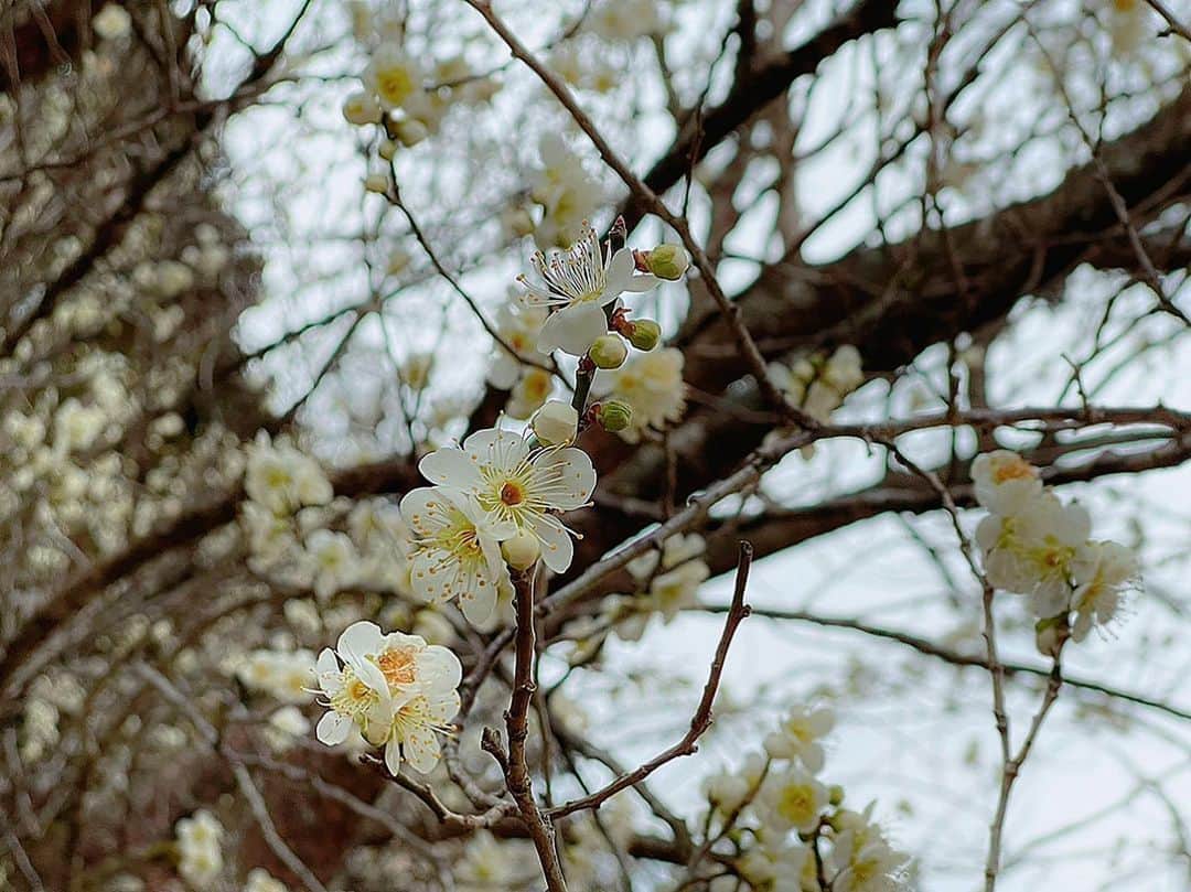 百合華のインスタグラム
