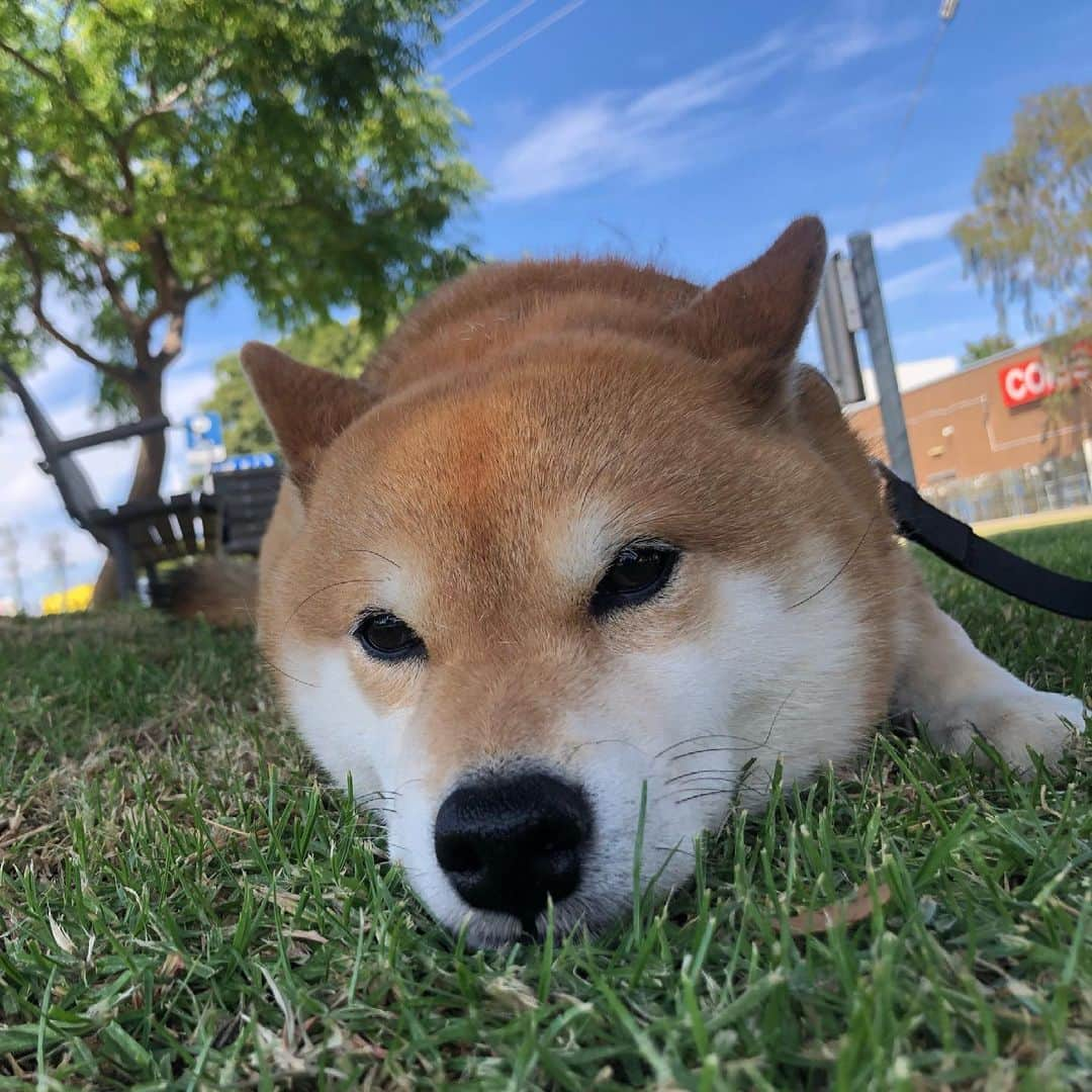 Shibainu Pontaのインスタグラム：「えまちゃんとお散歩行っても途中で休憩する犬様  📷 by @ekiharaphotography   . #shibainu #melbourne #ぽんしゃん　#メルボルン　#柴犬」