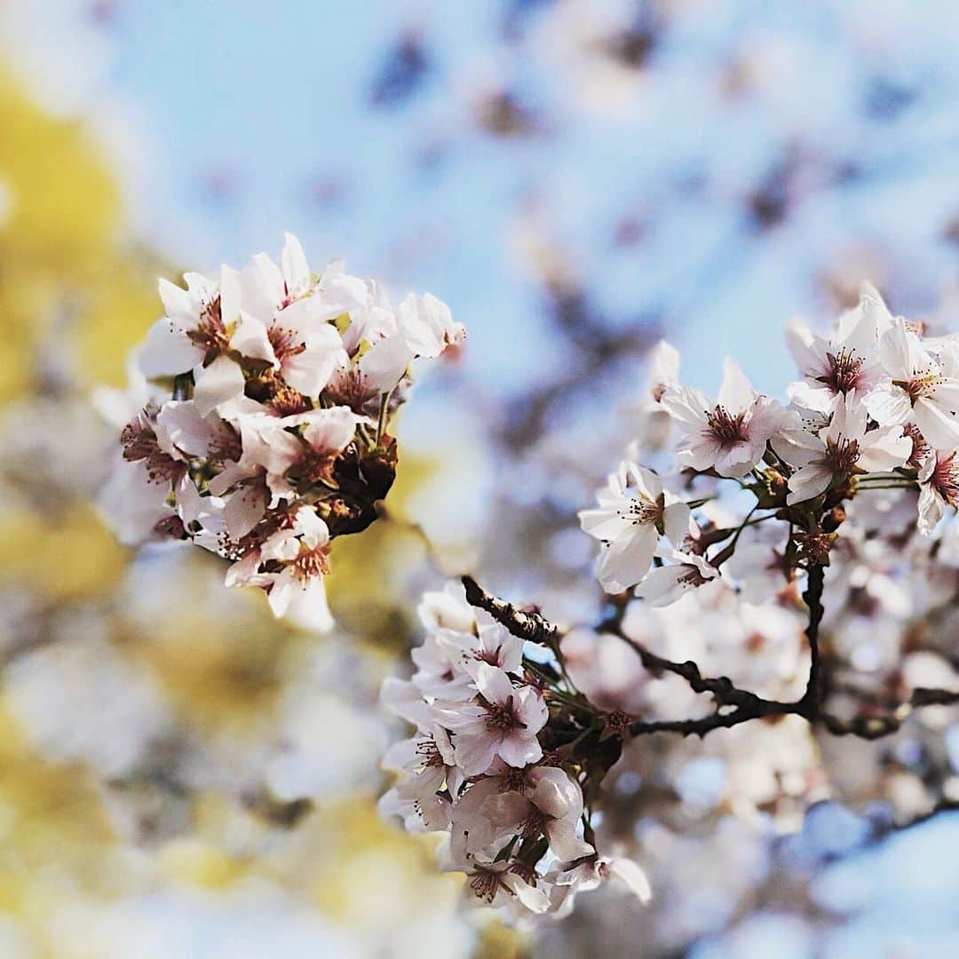 MAOさんのインスタグラム写真 - (MAOInstagram)「今年もお花見はムリっぽいので、家に飾れる程よい桜を物色中。 . #桜 #花見 #cherryblossom」2月28日 14時27分 - mao_1206