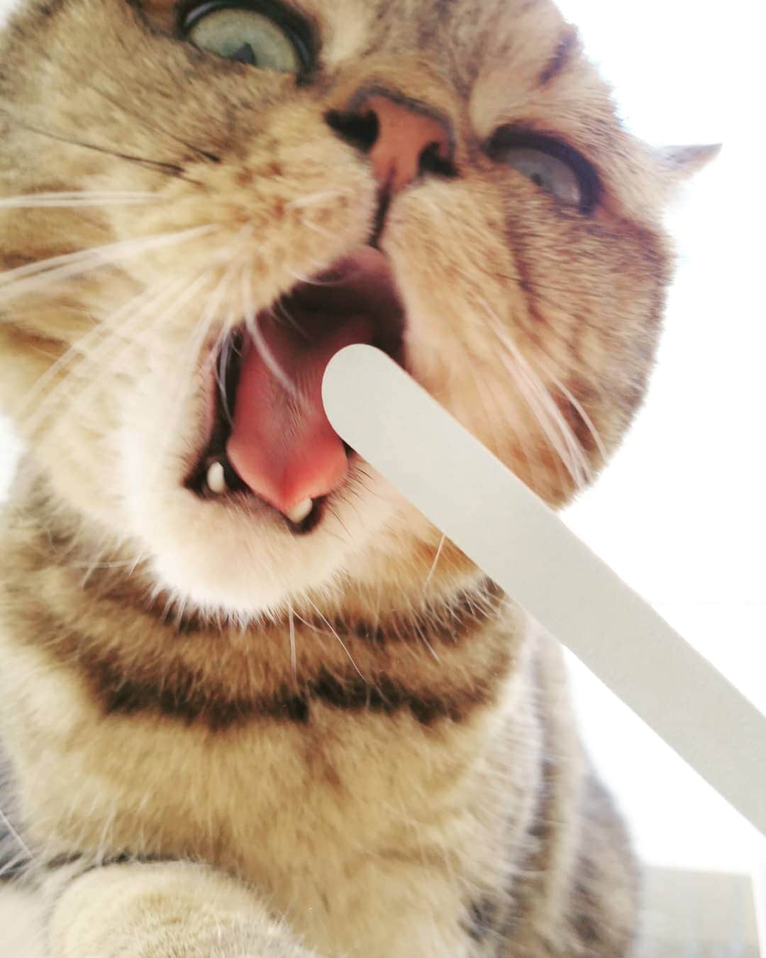 寅次郎（とらちゃん）さんのインスタグラム写真 - (寅次郎（とらちゃん）Instagram)「☆ @petokotolife_cats さんの #にゃんこの写真下手くそ選手権 に応募します😁 . 爪やすりが好きすぎて使っているとかじりに来たところです🙈 . . #cat #cute #meow #貓 #ねこ #エキゾチックショートヘア #無敵の親バカ同盟 #猫のいる暮らし #にゃんすたぐらむ #ペコねこ部 #ねことの暮らし」2月28日 14時33分 - torachanthecat