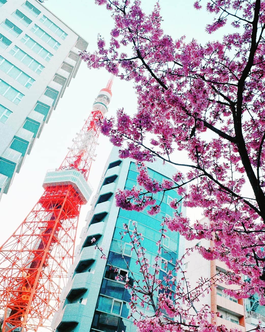 DJ KOOさんのインスタグラム写真 - (DJ KOOInstagram)「東京タワーを臨む街路樹に！！ さくら！？桜！？早い早い、、   #桜 #DJKOO」2月28日 14時40分 - dj_koo1019