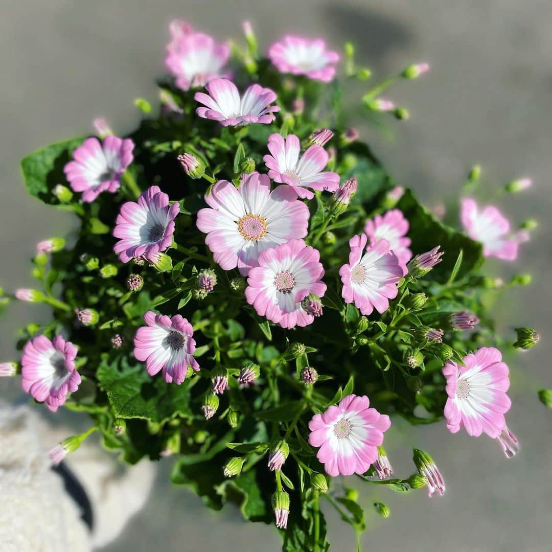 小川麻琴さんのインスタグラム写真 - (小川麻琴Instagram)「可愛いお花みっけ🌸  我が家にようこそ🌈✨  #お花 #綺麗 #我が家へようこそ」2月28日 14時44分 - 1029_makoto